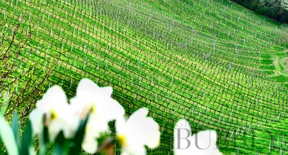 Bizeljsko Sremič Vino Graben Bizeljsko Sremič Vino Graben