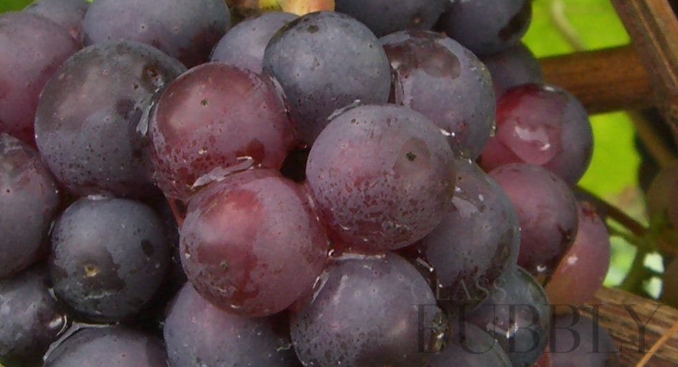 Champagne Grapes