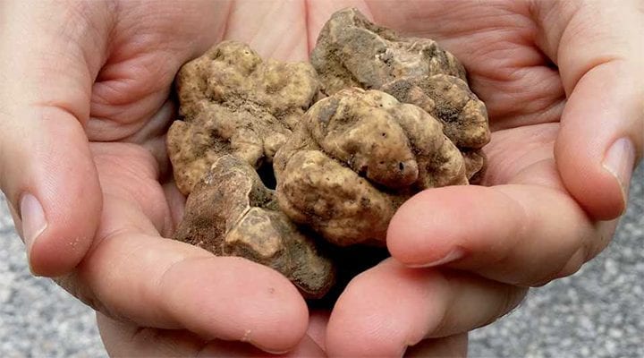 truffles Champagne & Truffles