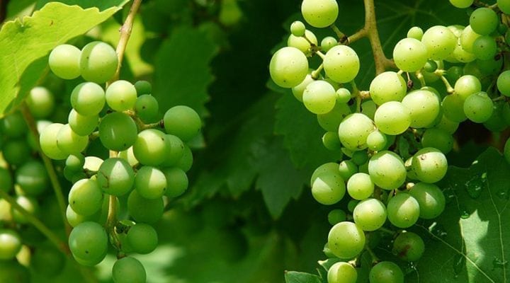 Chanoine Frères