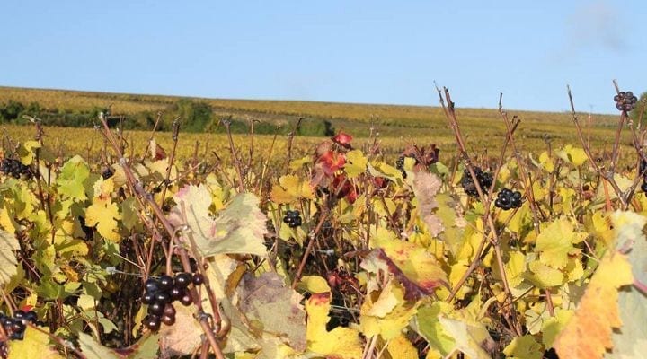 Champagne Moussé Fils