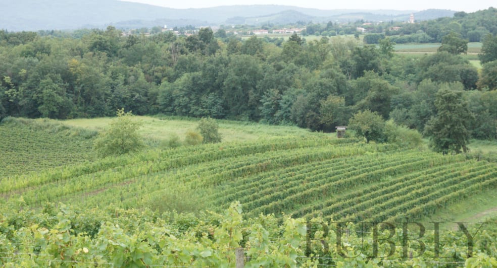 Vineyards of Borgo Conventi